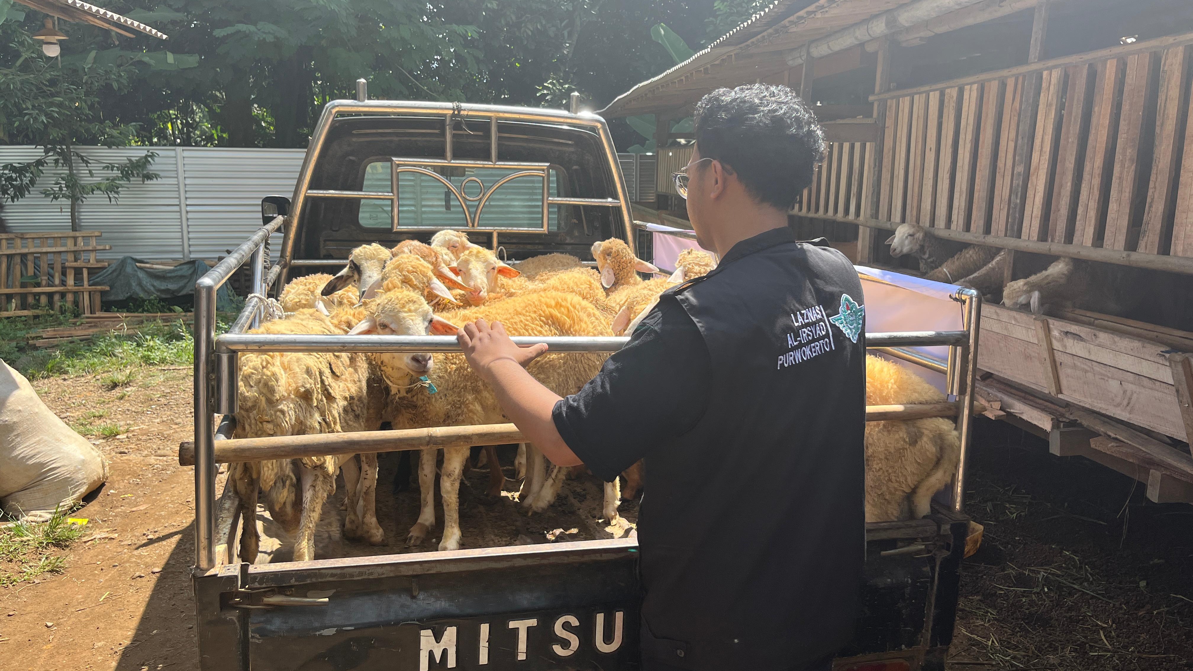 Distribusi Kurban Dimulai Hari Ini, Al Irsyad Purwokerto Salurkan 90 Sapi dan 451 Kambing ke Daerah Pelosok 